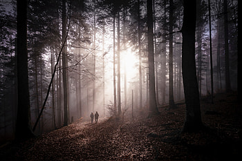 Nature, Autumn, Forest, Couple, Pair, Fog, Silhouettes, Stroll HD wallpaper