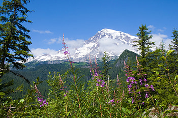 Nature, Flowers, Mountains, Forest, Mount Rainier National Park HD wallpaper
