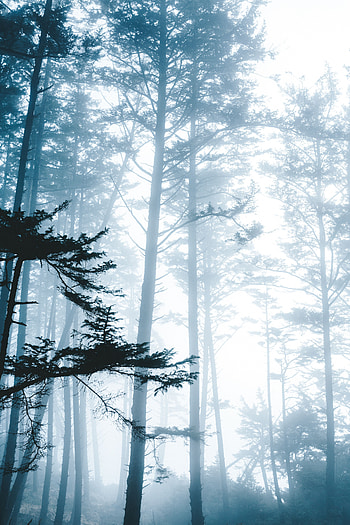 Nature, Trees, Forest, Fog, Branches HD phone wallpaper
