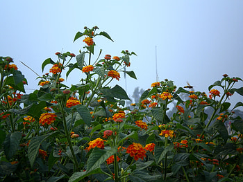 Lantana plant, nature, flowers HD wallpaper