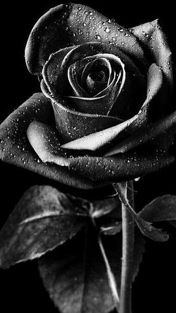 Black Rose, Black Rose Adorable Rose HD phone wallpaper