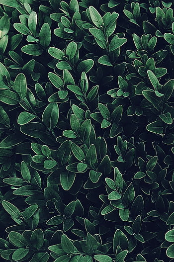 A vibrant close-up of lush green leaves creating a natural, calming . HD phone wallpaper