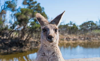Portrait of a kangaroo by a pond in Melbourne, showcasing Australia's wildlife. HD wallpaper