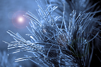 Needle, Macro, Glare, Branch HD wallpaper