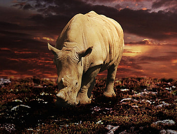Evening Grazing, animal, nature, Grazing, Evening HD wallpaper