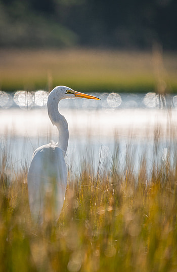 Animals, Grass, Heron, Bird, Wildlife HD phone wallpaper