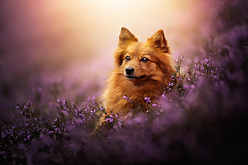 Ultra : Golden Spitz in Lavender, Animal, spitz HD wallpaper