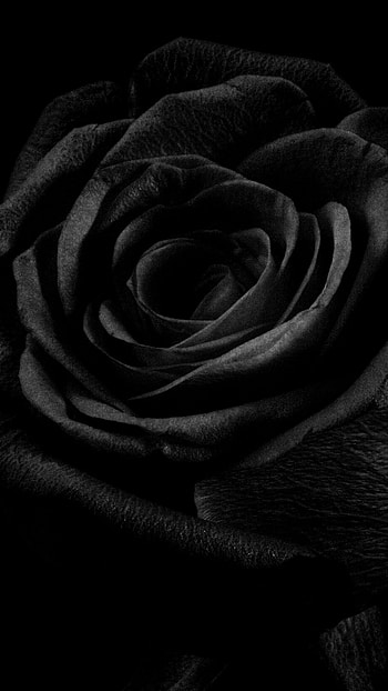 Black Rose, Black, Flower Beauty HD phone wallpaper