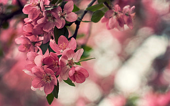 Flowers, Bush, Macro, Wood, Tree, Bloom, Flowering, Spring HD wallpaper