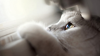Animals, Cat, Muzzle, Eyes, Peek Out, Look Out, Paw HD wallpaper