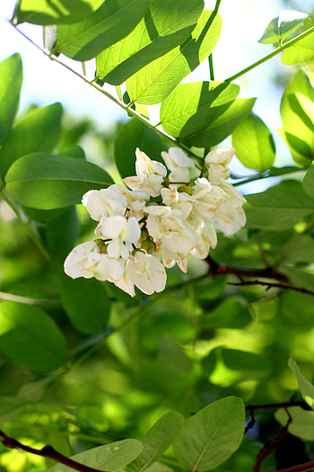 Blossoming acacia, Bunch of flowers, Tree's beauty, Nature's masterpiece HD phone wallpaper