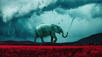 Elephant Poetry In Nature, elephant, manipulation, artist, artwork, digital-art HD wallpaper