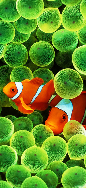 Clown fish , Stunning underwater graphy, Vibrant marine life, Exquisite coral reefs HD phone wallpaper