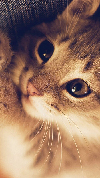 Really cute cat, Lovely backgrounds HD phone wallpaper
