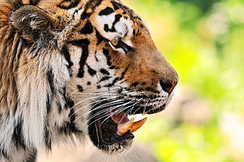Animals, Grin, Muzzle, Predator, Tiger HD wallpaper