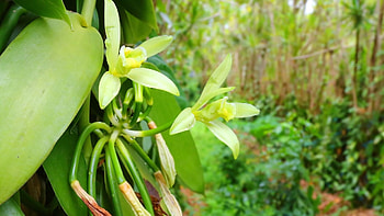History of vanilla, Natural and synthetic, Britannica, Britannica HD wallpaper