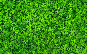 Clover, Green Leaf HD wallpaper