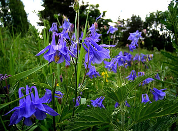 Flowers, Summer, Greens, Glade, Polyana, Aquilegia HD wallpaper