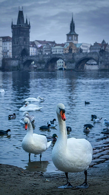 Beautiful pair, Charles Bridge backdrop, Swan's elegance, Captivating background HD phone wallpaper