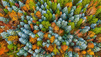 Hunsrück-Hochwald National Park, Rhineland-Palatinate, Germany, aerial, fall, nature, forest HD wallpaper