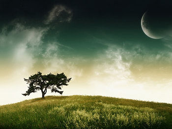 Evening, moon, landscape, sky, nature, tree HD wallpaper