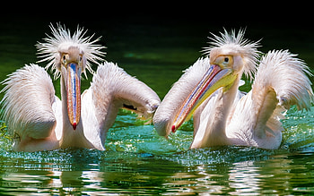 Pelicans, two, birds, water HD wallpaper
