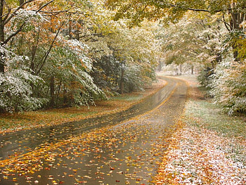 Autumn path, autumn, nature, tree, path HD wallpaper