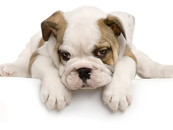 Sweet puppy, dog, animal, puppy, pet HD wallpaper