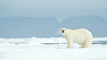 Arctic, Ownership, Live Science HD wallpaper