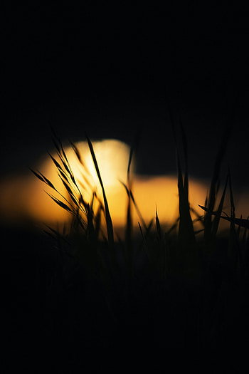Grass, Dark, Glow HD phone wallpaper