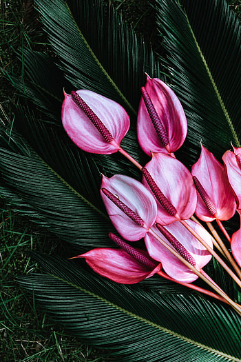 Flowers, Tropical, Exotic, Sago Palm, Saga Palm HD phone wallpaper