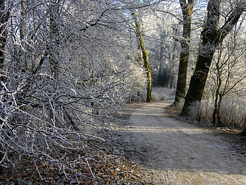 Winter, Nature, Trees, Snow, Road, Forest, Frost, Hoarfrost, Netherlands, Groningen HD wallpaper
