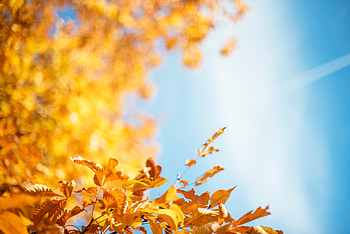 Autumn Leave, autumn, leaves, nature HD wallpaper