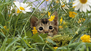 Animals, Cats HD wallpaper