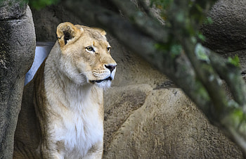 Animals, Muzzle, Big Cat, Lioness HD wallpaper
