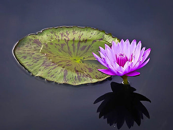 Beautiful Flower, cool, beautiful, , flower HD wallpaper