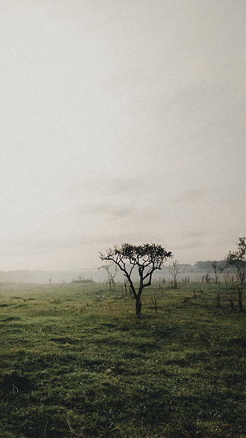 Nature, Grass, Bush, Wood, Tree, Fog HD phone wallpaper