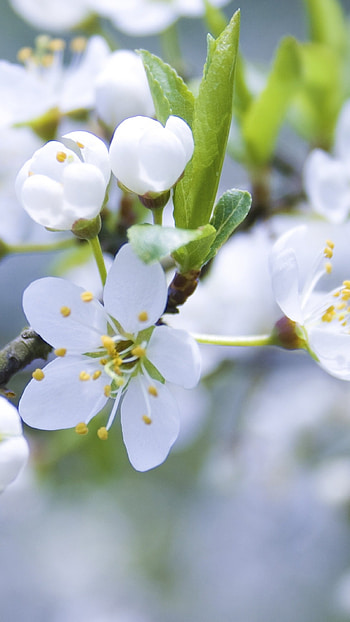 Spring Flowers, Beautiful, Nature HD phone wallpaper