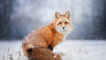 Winter foxes, Snowy landscapes, Frosty fur, Cold weather HD wallpaper