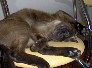 Lazy cat, lazy, cat sleeping HD wallpaper