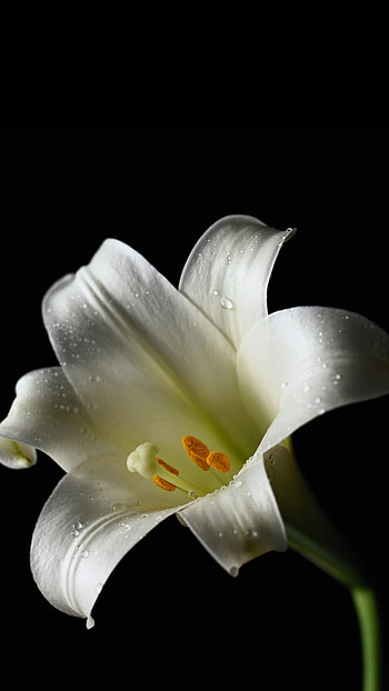 Lily, White Flower HD phone wallpaper