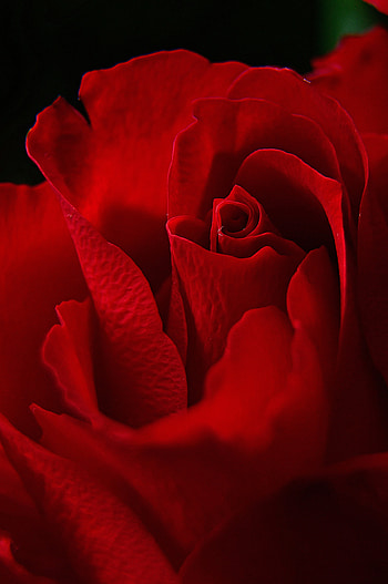 Petals, rose, close up, red HD phone wallpaper