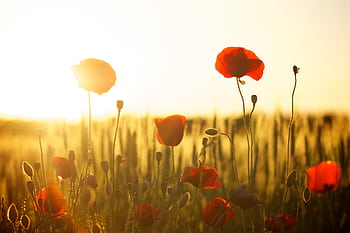 A stunning view of red poppies in a sunlit field, perfect for nature and floral themes. HD wallpaper