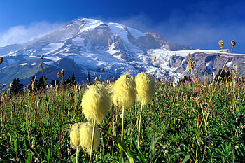 Mountain Landscape, beargrass, meadow, sky, plants HD wallpaper