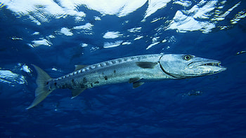 Barracuda animal, posted, Michelle Simpson, Aquatic predator HD wallpaper