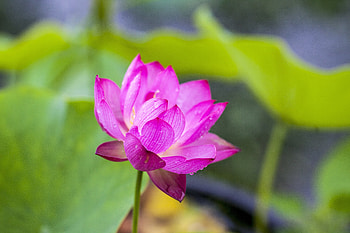 Louts, pink, flower, pond, blur HD wallpaper