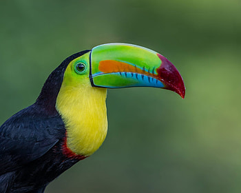 Keel billed toucan, Striking plumage, Tropical marvel, art HD wallpaper