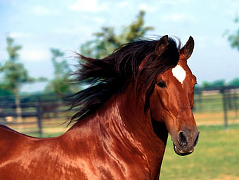 Dadivoso - andaluzian stallion, star, horse, beautiful, andaluzian HD wallpaper