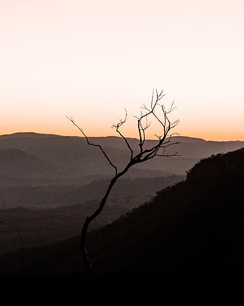 Nature, Sunset, Horizon, Silhouette, Wood, Tree, Hills HD phone wallpaper