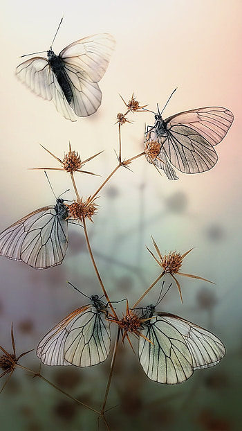 White Butterfly, Adorable, Background Aesthetic HD phone wallpaper